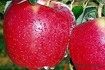 Espectacular externamente, hola viene de América: el cultivar de manzanos Starkrimson