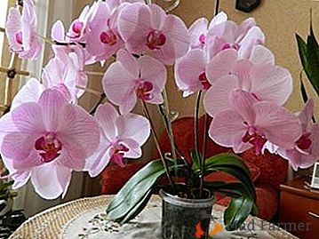 Eksotične orhideje v hiši! Ali se lahko rastlina zasadi na običajni zemlji?