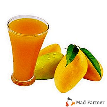 Екзотичният плод на мангото: ползи за здравето и вреда