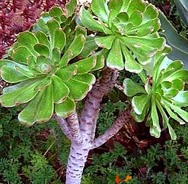 Aionium plante du sud exotique: ses types, les propriétés médicinales et de soins pour elle