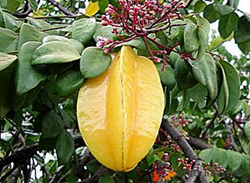 Exotický strom Carambola - čo to je? Používanie ovocia, dávok a starostlivosti