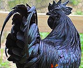 Exotice de culoare neagră din Indonezia - găinile din Ayam Zemani
