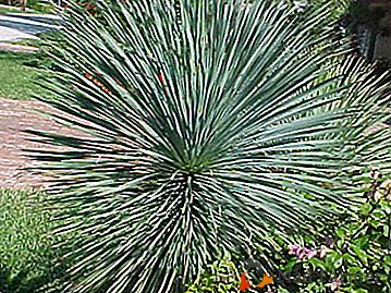 Exóticos do deserto - Yucca Sisaya
