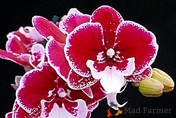 Bellezza elegante - Phalaenopsis Big Lip. Segreti di cura e foto fiore