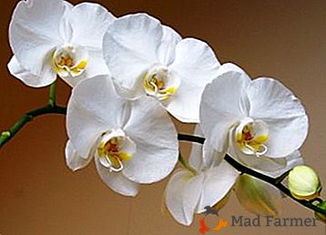 Elegantní a luxusní květina je bílá orchidej. Domácí péče a fotografické závody
