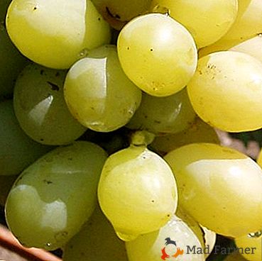 Елитно грозде за северните региони - марката "Нов век"