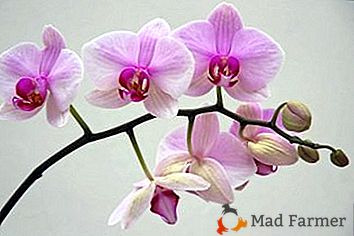 Se un'orchidea è "pigra" - come farla fiorire? 9 regole importanti