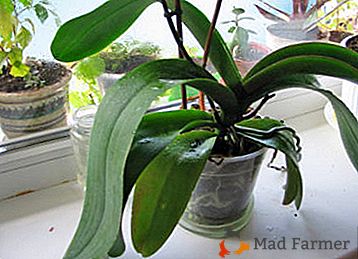 Ak orchidea vybledla - čo ďalej s tým, ako dobre organizovať starostlivosť?