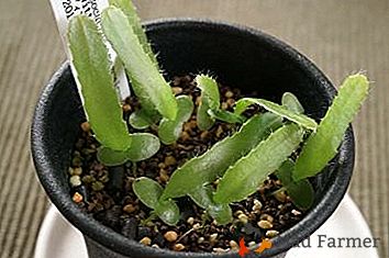 Este inimitável "Aporakactus" (Dizokactus): espécies e fotos de plantas