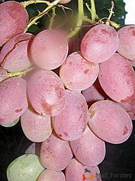 Priljubljena vinogradnikov iz Ukrajine - rožnata sorta grape sorte