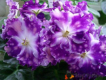 Photo et description des violettes de l'éleveur Evgeny Arkhipov - "Egorka the Bold", "Aquarius" et autres