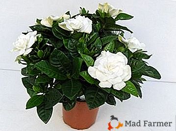 Gardenia jasmine - beli sijaj cvetov med temno zeleno listje