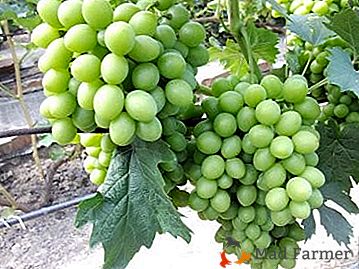 Armonía del gusto y la comodidad del alma: variedades de uva "Monarch"