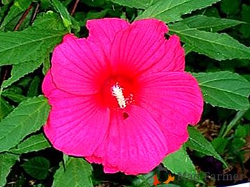 Hibiscus marais est un arbuste vivace à feuilles persistantes dans votre jardin!