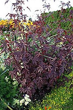 Hibisco de hoja roja (amargo): Cultivo y características
