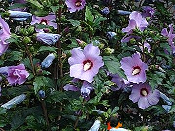 Gradina Hibiscus: frumusete si beneficii intr-o singura planta!