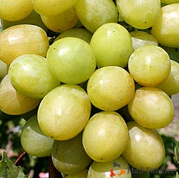 Hybride Krainova VN raisins "Blagovest": caractéristiques de base, description de la variété et photos