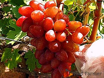 Híbrido rojo y nuez moscada "Vostorg" - uvas "Aladdin"