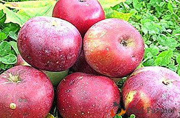 Ponos Uralskega vrta - jabolka Anis Sverdlovskiy
