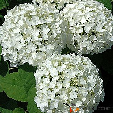 Hortensia tree annabelle - decoración blanca de su sitio