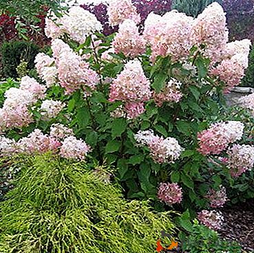Hydrangea paniculate grandiflora - rysy starostlivosti a reprodukcie na záhrade