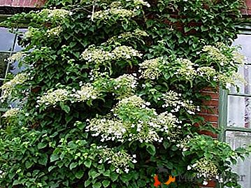 Hortênsia sinuosa (peciolado, stumpy) - um hedge em seu jardim!