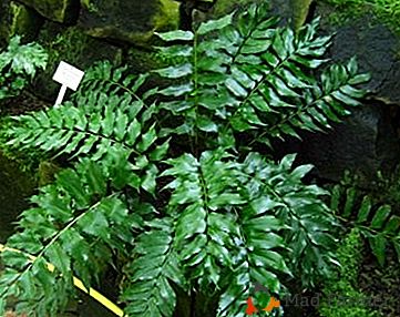 Ospite da subtropicali - Cyrtomium crescent e altri tipi: foto e cura a casa
