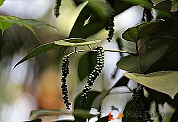 Pronto tempero no seu doce - pimenta verde: o uso de plantas, foto