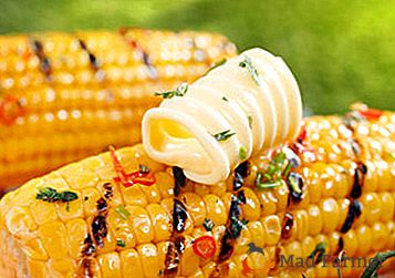 Gotujemy potrawy z kukurydzy cukrowej: ile gotować kolby bez szkody dla smaku i korzyści?