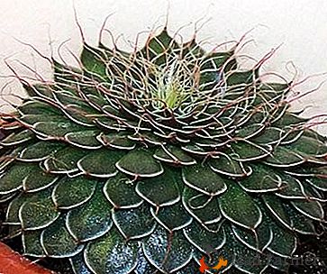 Úžasná mexická hvězda - Graptopetalum