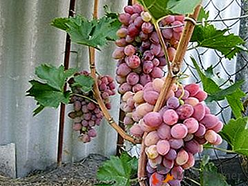 Características de la uva con madurez temprana "Red Delight"