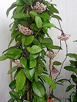 Hoya Carnosa: liana tropical en flor en la habitación