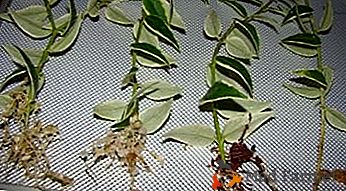 Hoya - las formas de reproducción de una magnífica enredadera