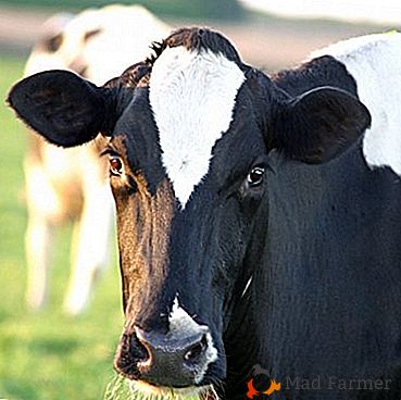 Holmogorka (razza di mucche "Kholmogory") - porta gioia a chi le coltiva e chi ama il latte!