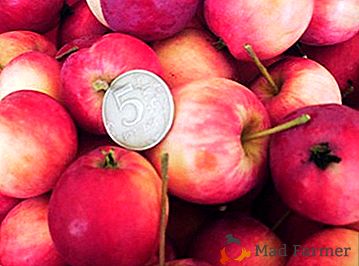 Dobro nosio najhladniju zimsku raznolikost jabuka Gorno-Altai