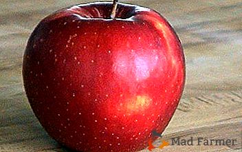 Dobrá habitabilita a vysoká imunita je demonštrovaná jablkom odrody Bryanskii
