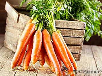 Nota di padrona: come preparare le carote per lo stoccaggio per l'inverno?