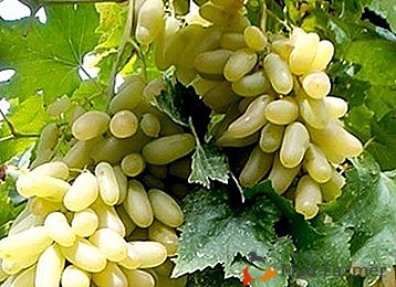 "Husain White" ou "Lady's fingers" - que tipo de uvas é essa?