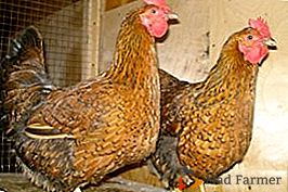 Race de viande parfaite - poulets de jubilé Kuchinsky