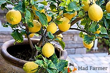 Terre idéale pour le citron: nous préparons le mélange moulu à la maison