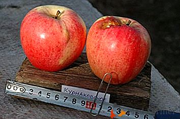 Ideal para geléia e geléia maçãs grau Kurnakovskiy