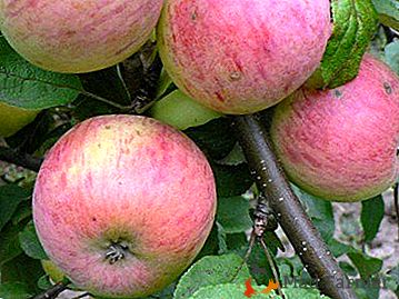 Perfektní podzimní jabloň pro libovolnou zahradu - Uraletů