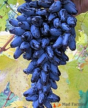 Scelta ideale per i giovani giardinieri - Grapes of the Memory of Negrulum