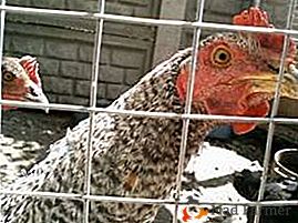 Идеален за големи ферми - пилета Super Harco