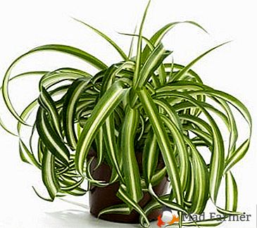 Planta perfecta Chlorophytum con cresta: cuidados en el hogar, fotografía, reproducción