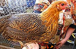 Ideálním řešením pro soukromou farmu je české zlaté kuře
