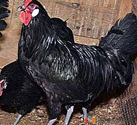 Импулсивне и темпераментне пилиће расе Ла Флесцх