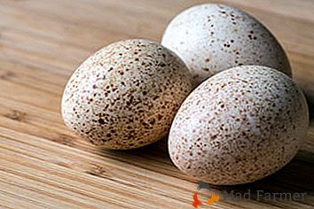 Incubação de ovos de peru: instruções passo a passo do processo e aconselhamento aos agricultores iniciantes