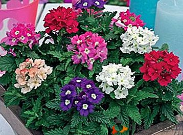 Instrucciones para plantar verbena perenne, fotos y matices de cultivar una flor y cuidado apropiado