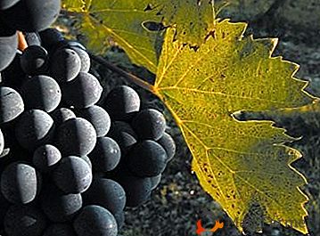 Invitado italiano: variedad de uva "Montepulciano"